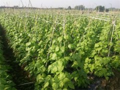 蔬菜種植基地二十七