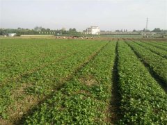 蔬菜種植基地二十八